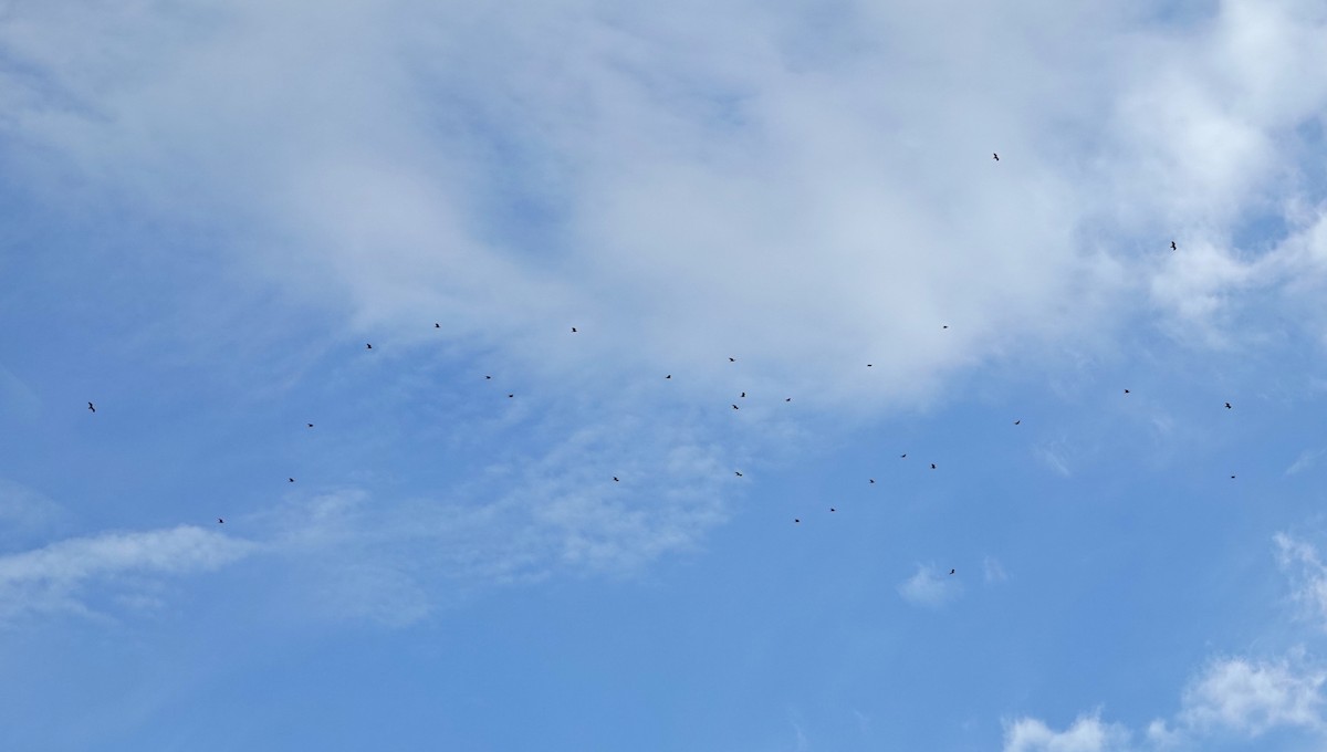 Turkey Vulture - ML610223925