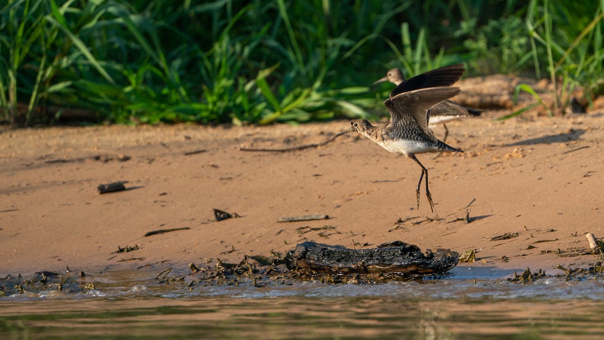 Solitary Sandpiper - ML610223969