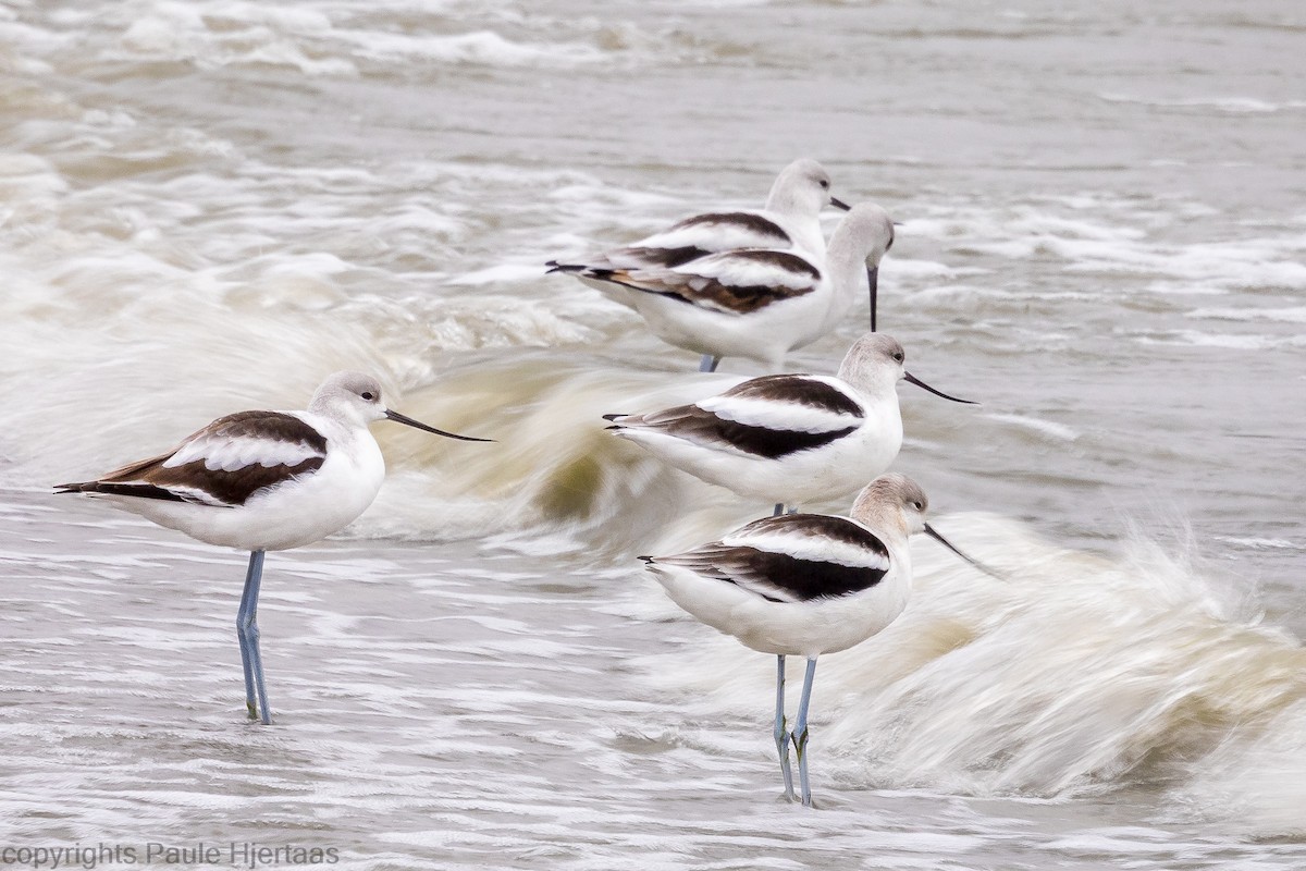 American Avocet - Paule Hjertaas