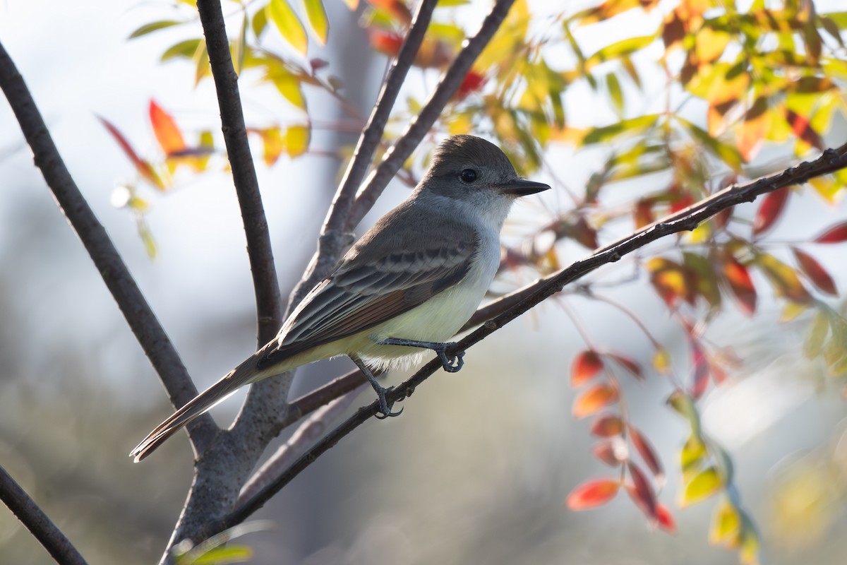 Ash-throated Flycatcher - Susan Fears