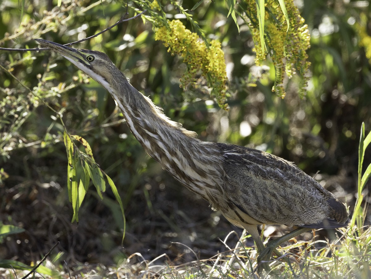 American Bittern - joan garvey