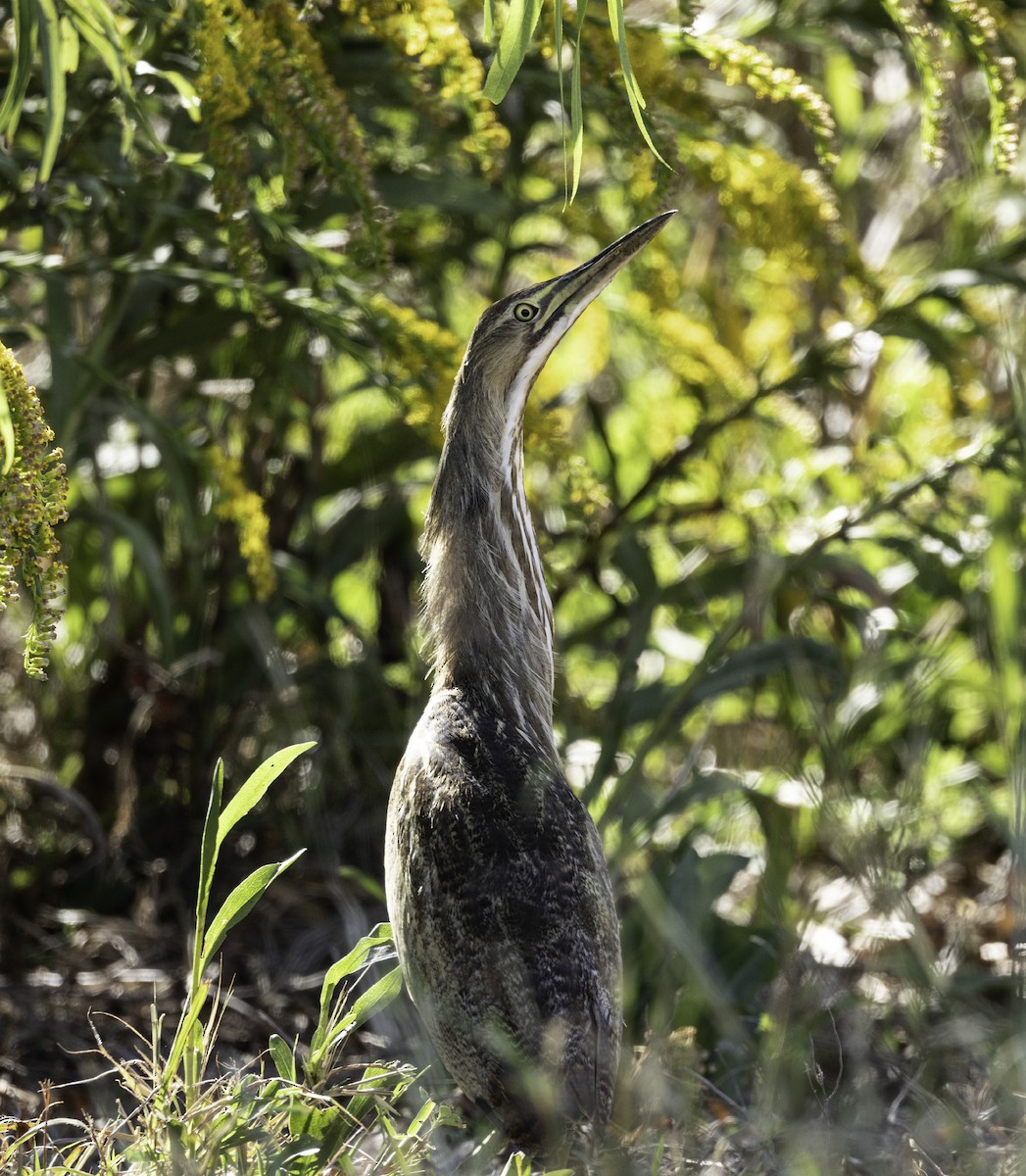 American Bittern - ML610224019