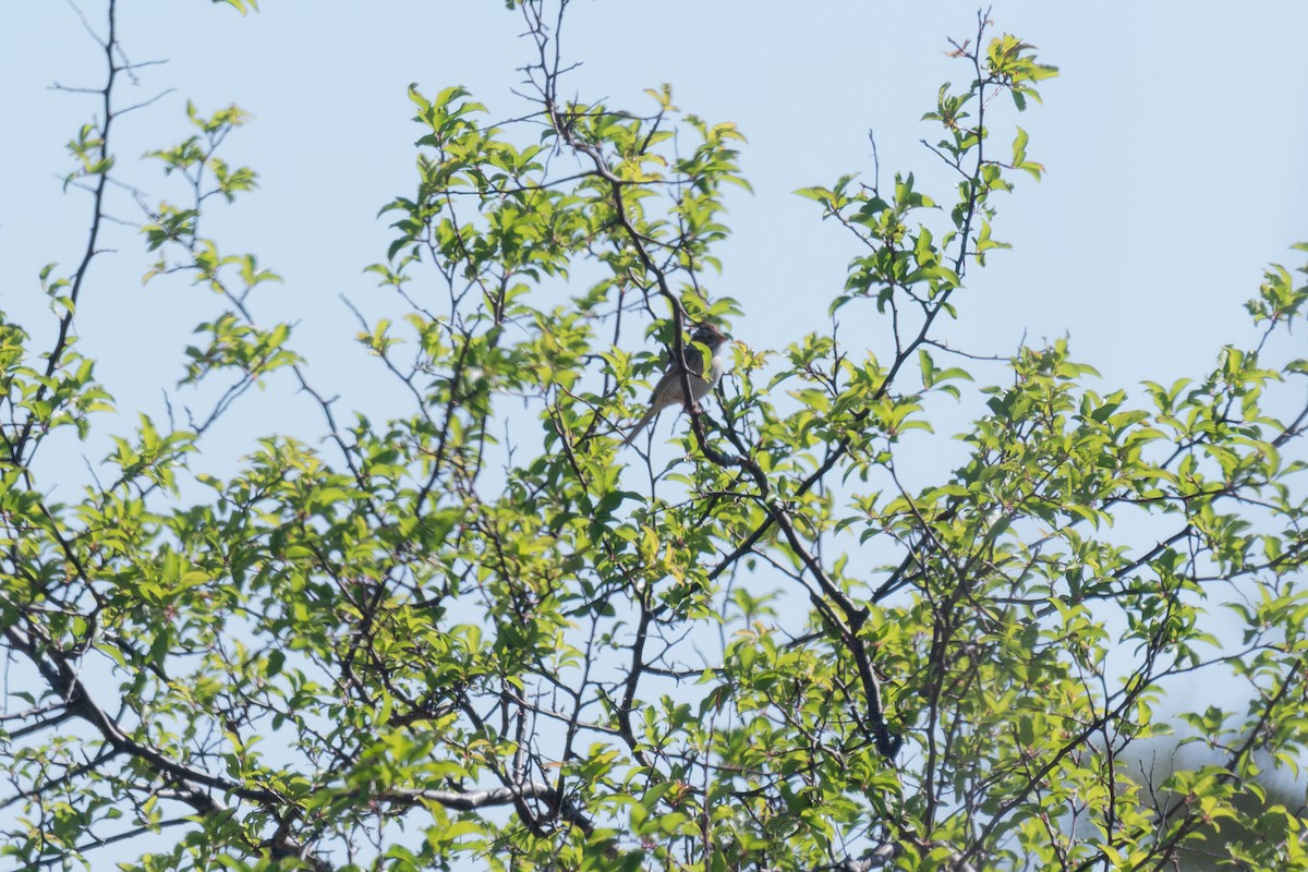 Clay-colored Sparrow - ML610224028