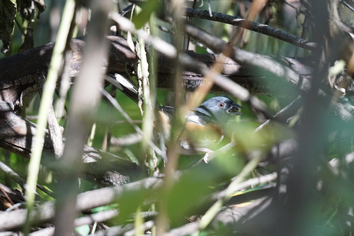 pipilo rudooký - ML610224034