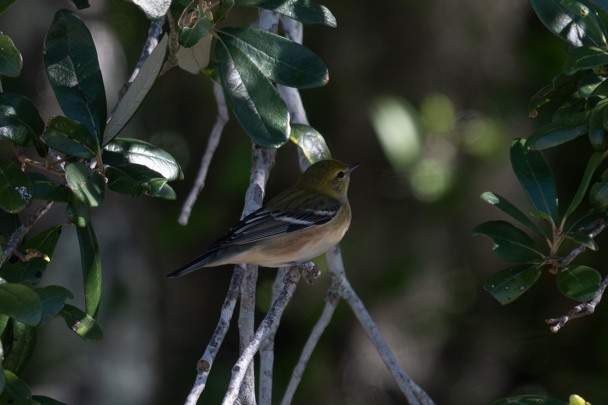 Bay-breasted Warbler - Susan Fears