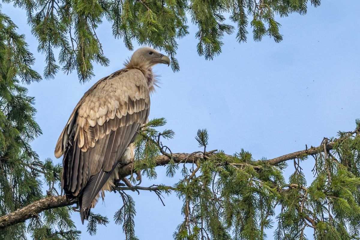 Himalayan Griffon - ML610224061