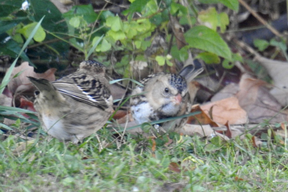 Harris's Sparrow - ML610224098