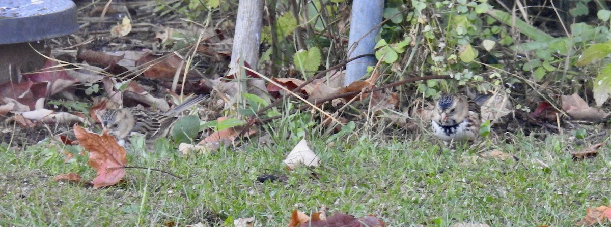 Harris's Sparrow - ML610224100