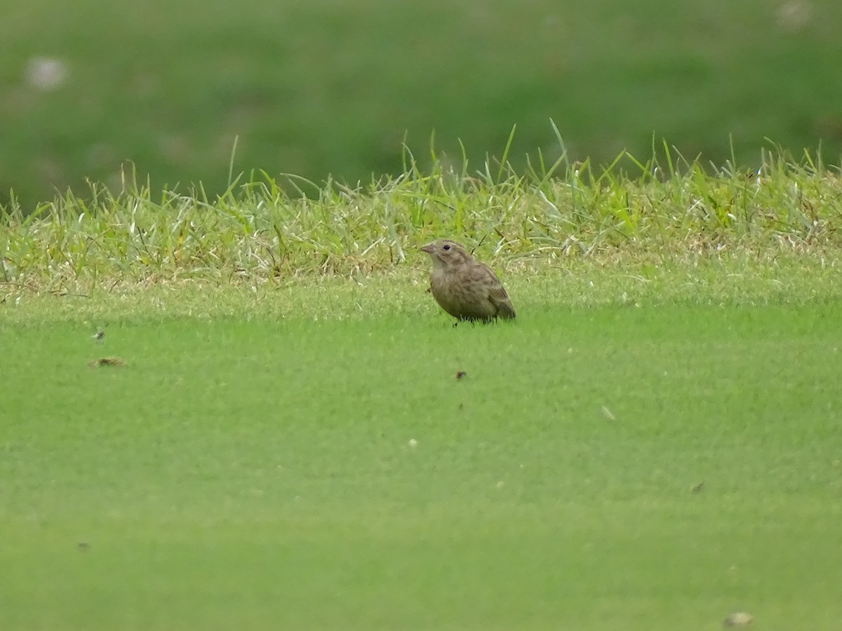 Chestnut-collared Longspur - ML610224121