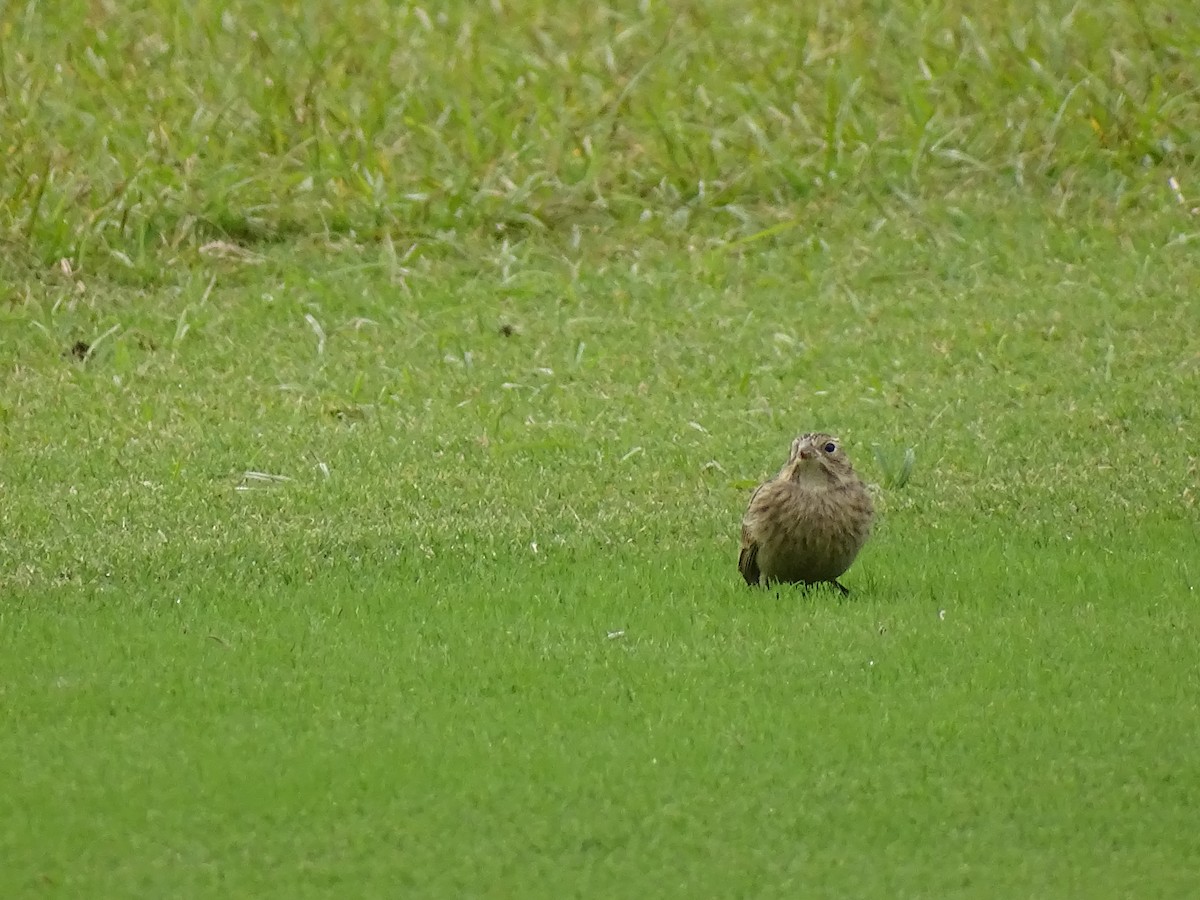 Chestnut-collared Longspur - ML610224122