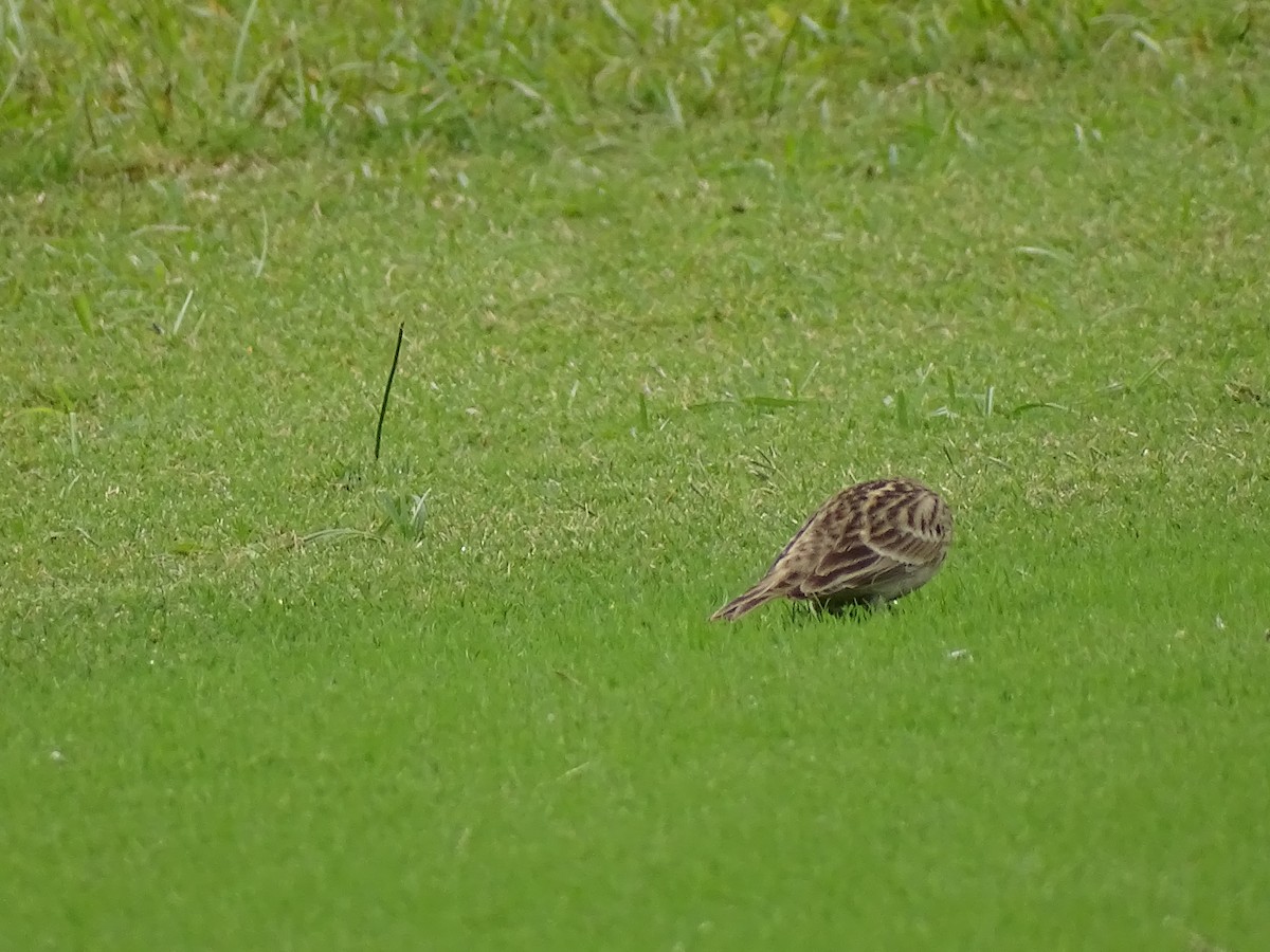 Chestnut-collared Longspur - ML610224126