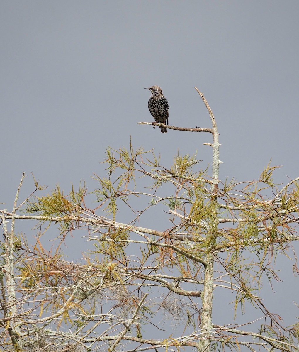 European Starling - Colin Hill