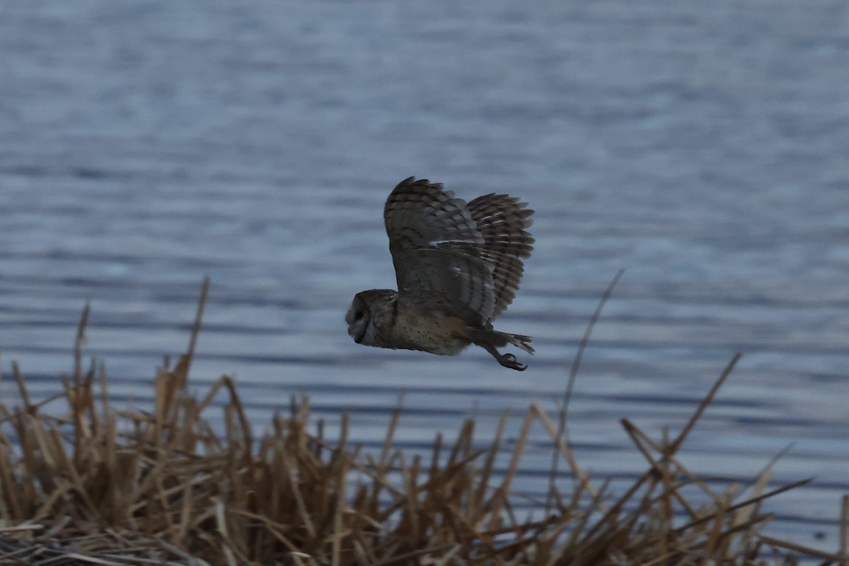 Barn Owl - ML610224435