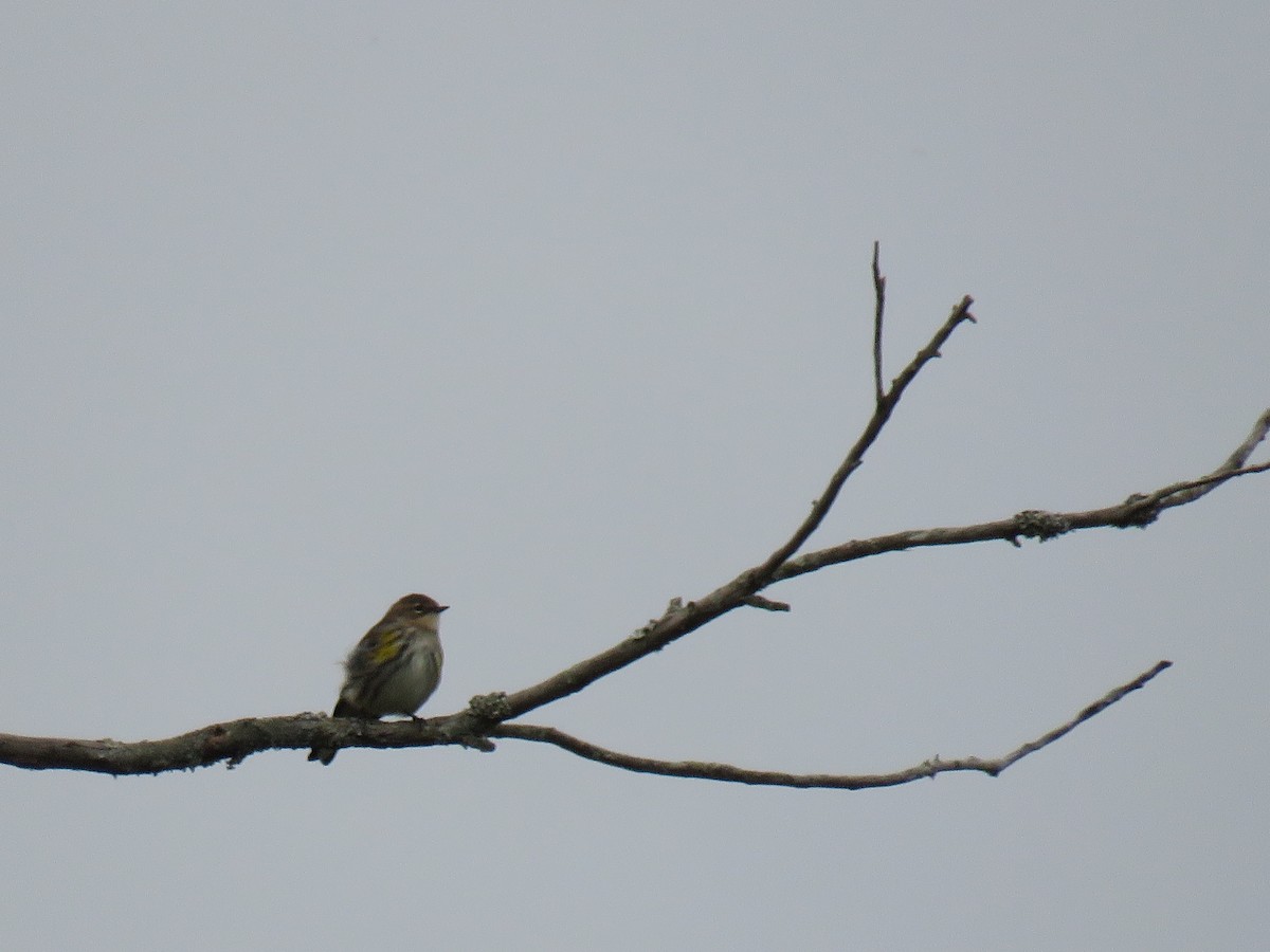 Yellow-rumped Warbler (Myrtle) - ML610224614