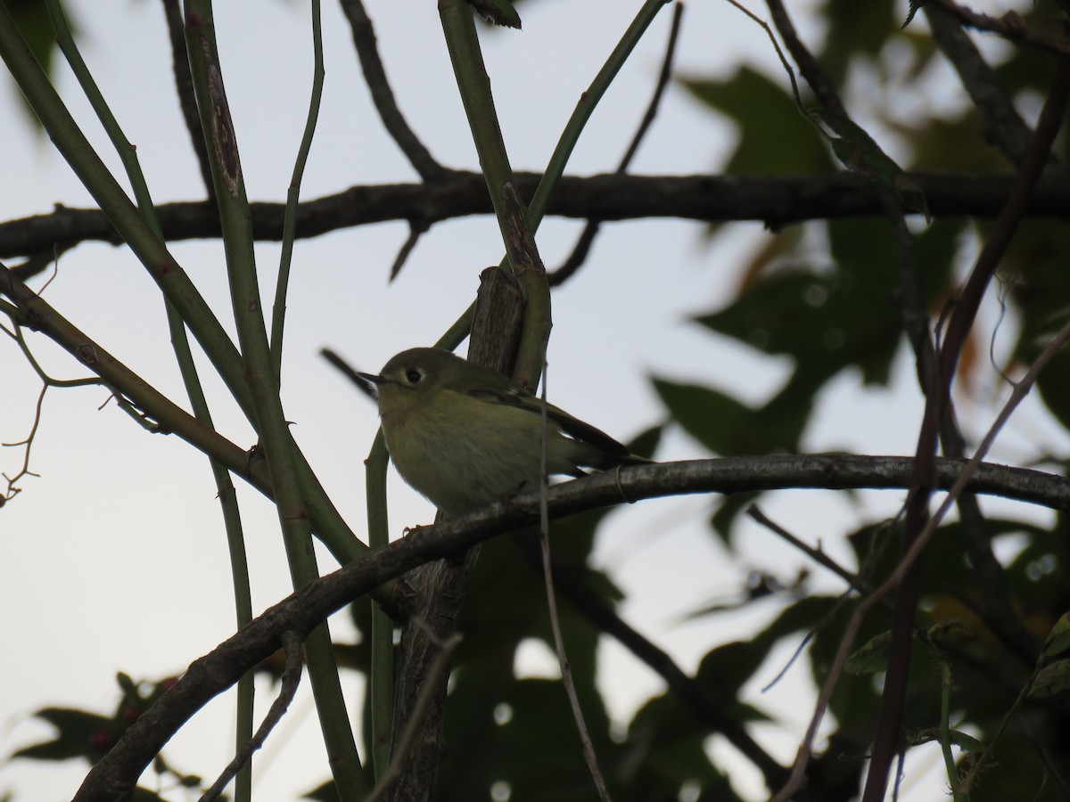 Ruby-crowned Kinglet - ML610224621