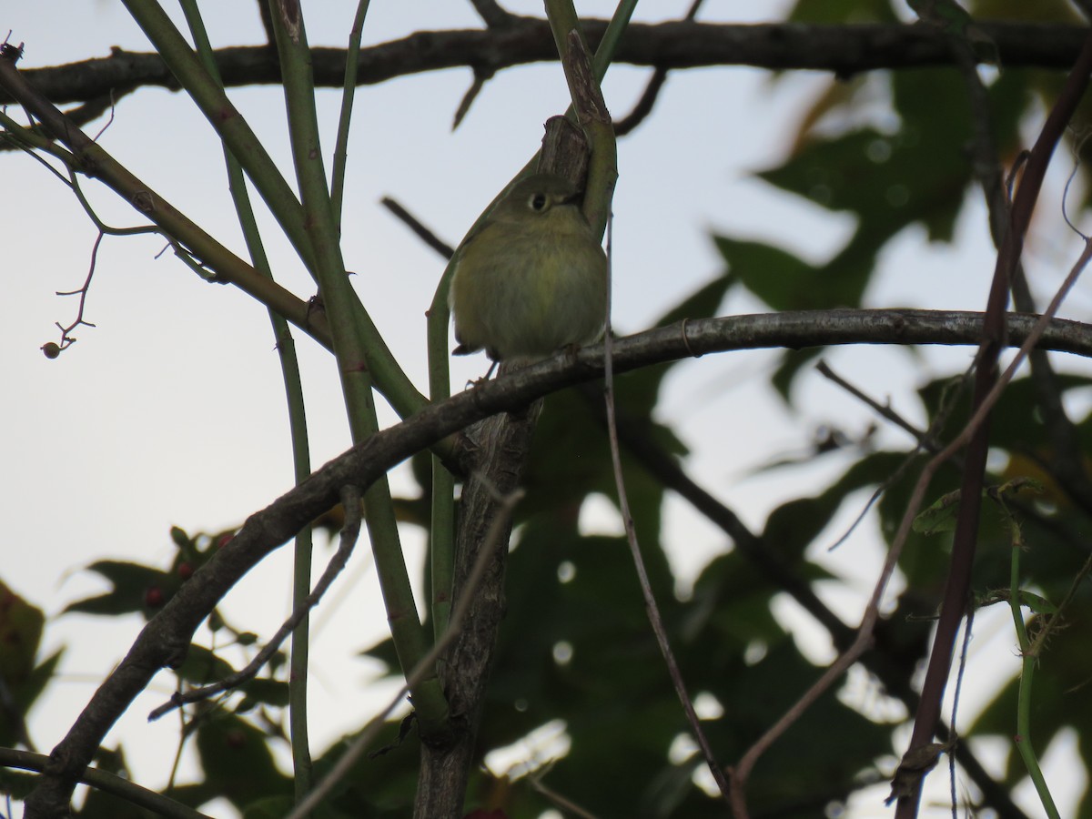 Ruby-crowned Kinglet - ML610224623
