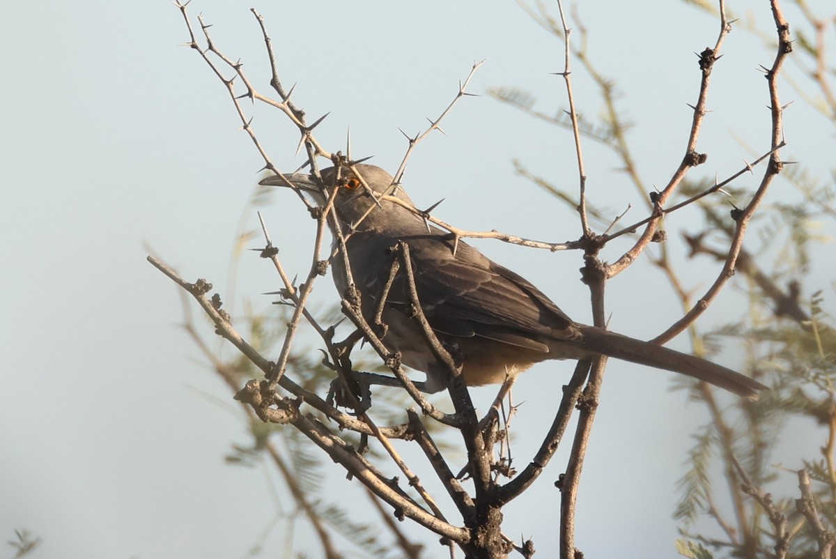 Curve-billed Thrasher (curvirostre Group) - ML610224694