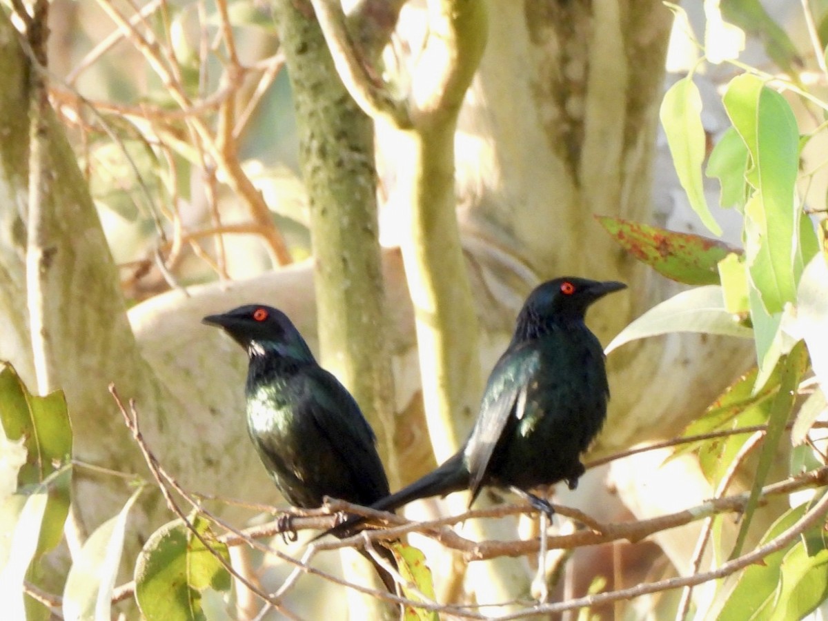 Metallic Starling - ML610224703