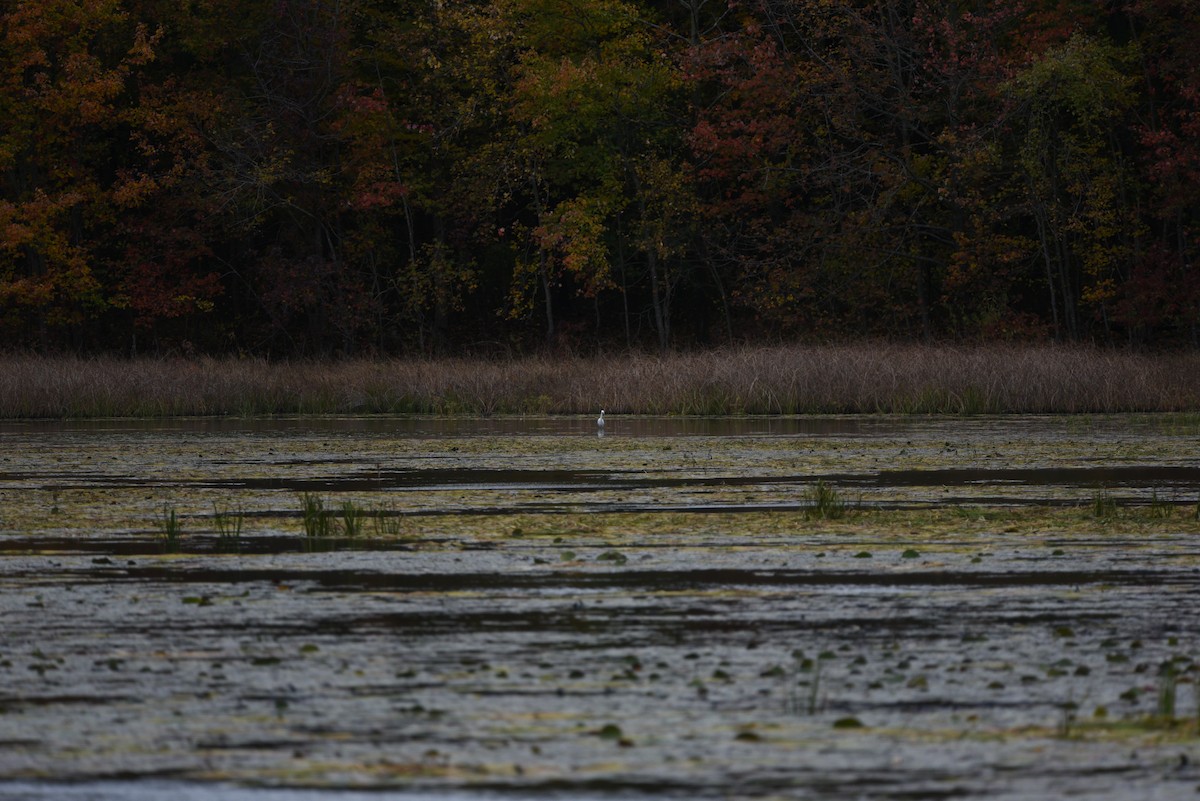 Little Blue Heron - joe demko