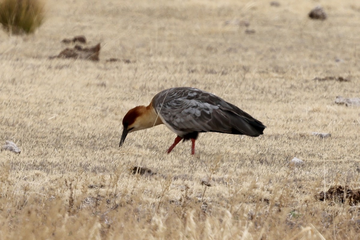 Andean Ibis - Juan martinez