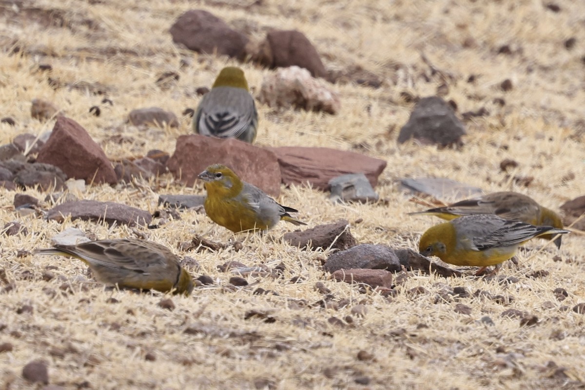 Bright-rumped Yellow-Finch - Juan martinez