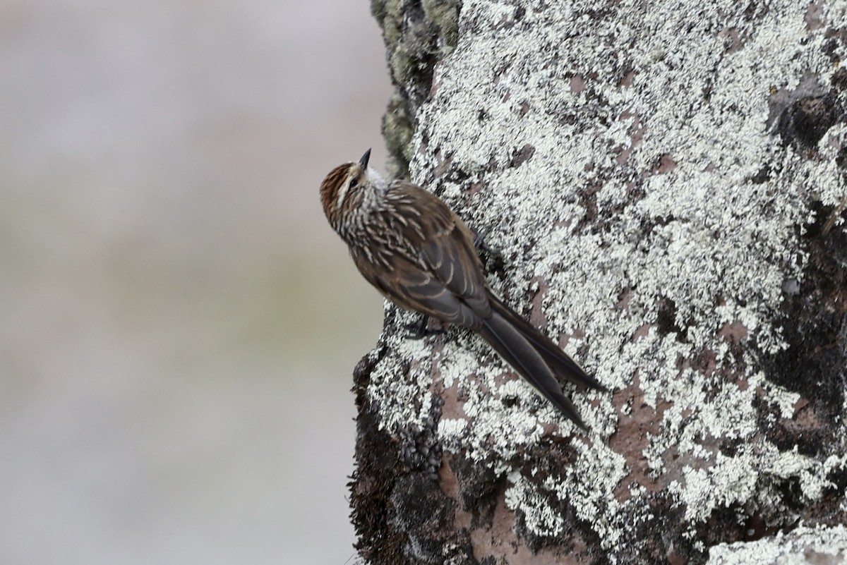 Andean Tit-Spinetail - Juan martinez