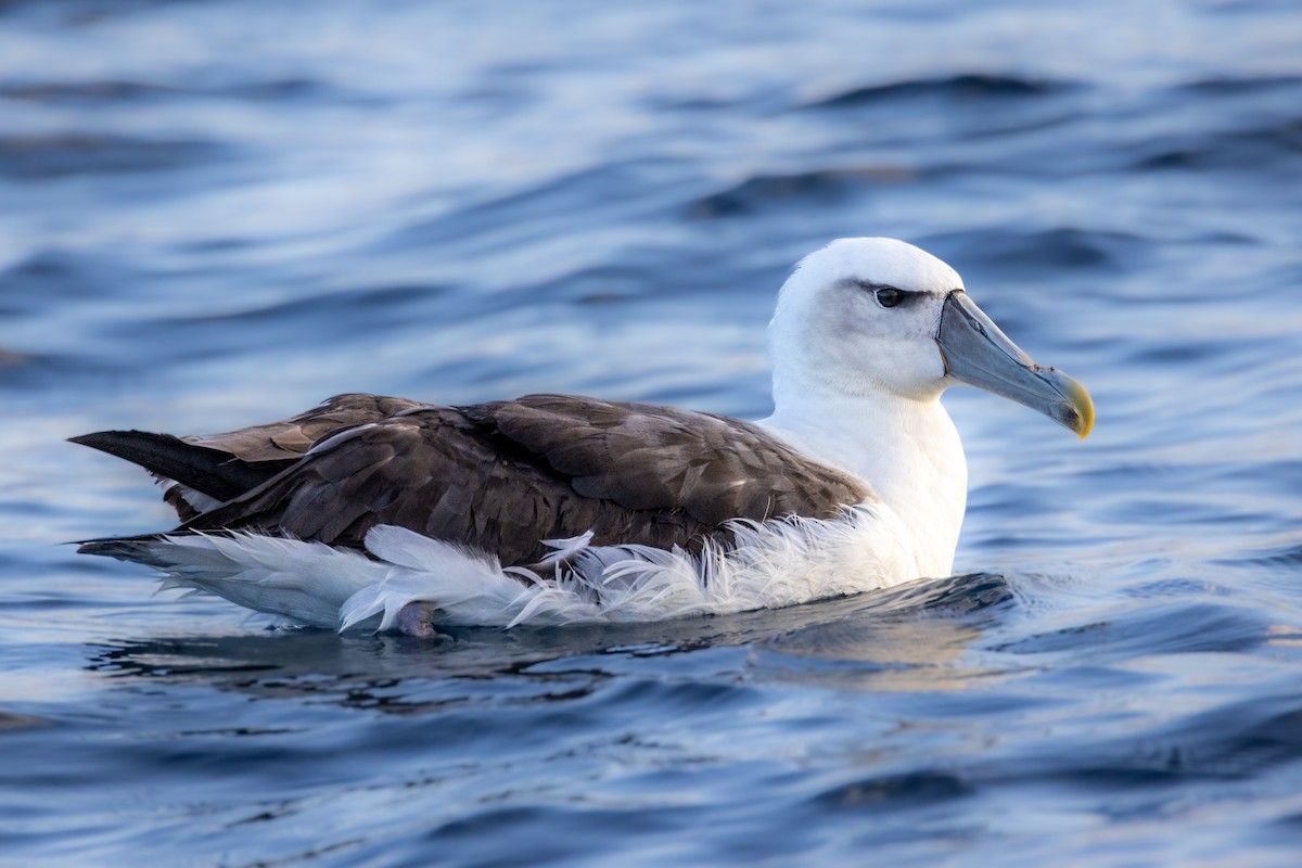 White-capped Albatross - Stuart Kelly