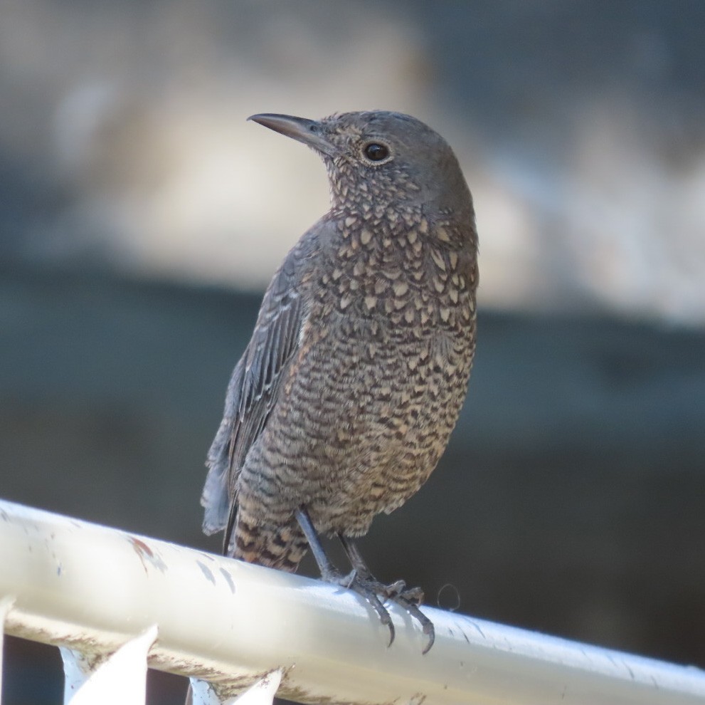 Blue Rock-Thrush - ML610224888
