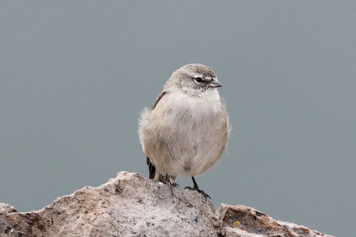 Ash-breasted Sierra Finch - Juan martinez