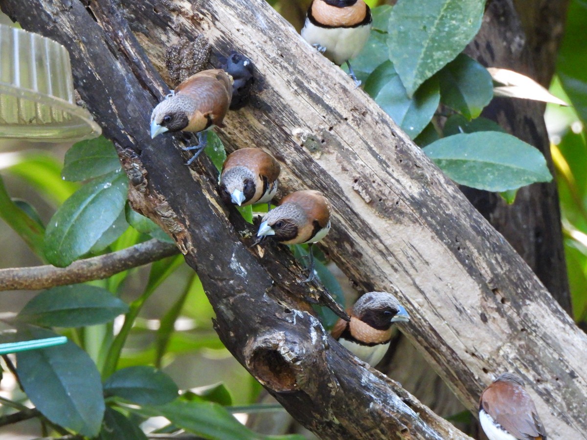 Chestnut-breasted Munia - ML610224918