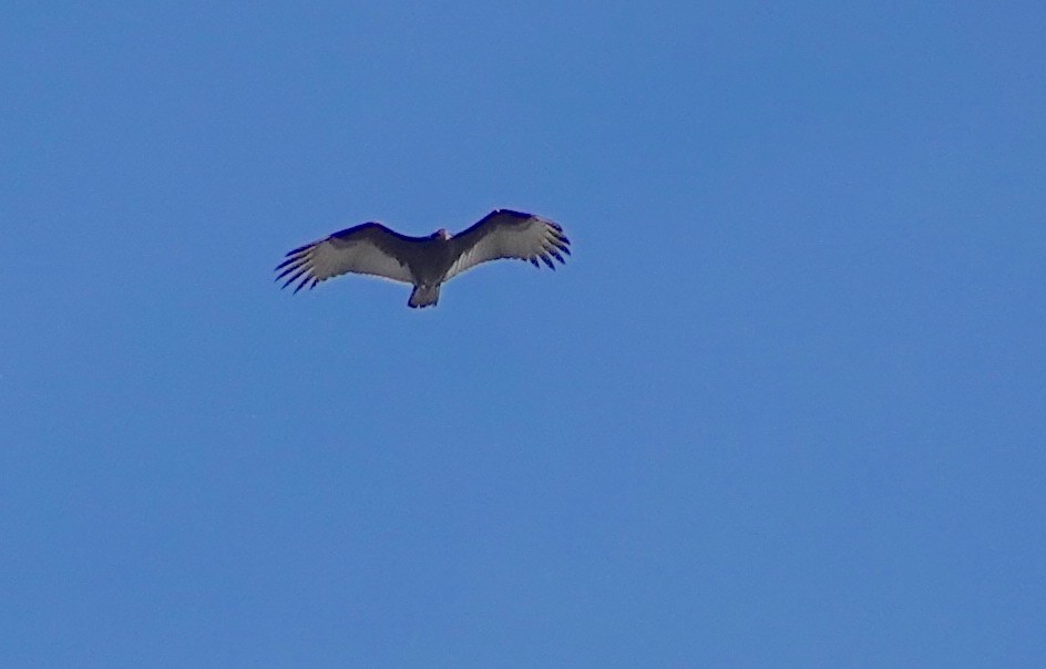 Turkey Vulture - ML610224944