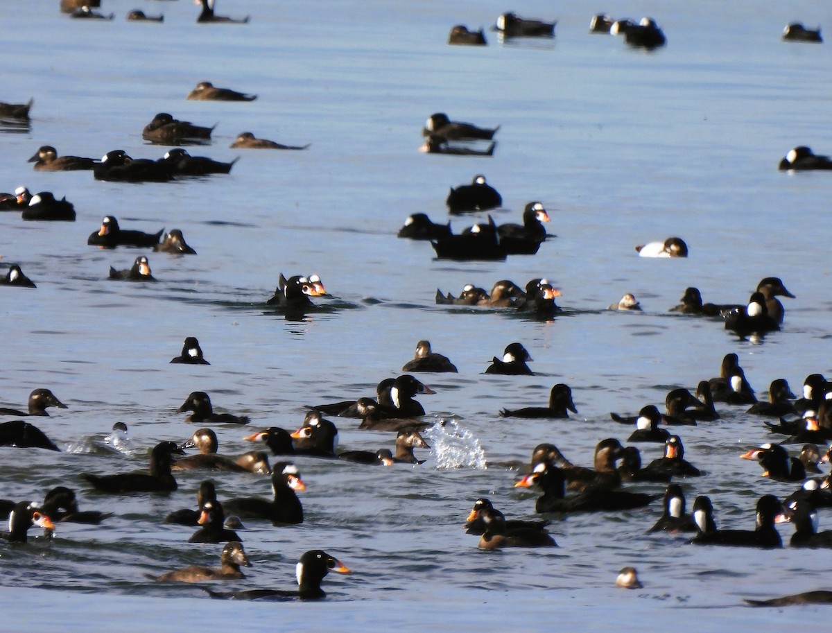 Long-tailed Duck - ML610224989