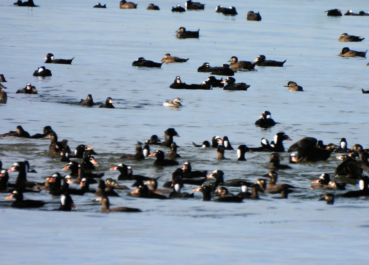 Long-tailed Duck - Teresita Varon