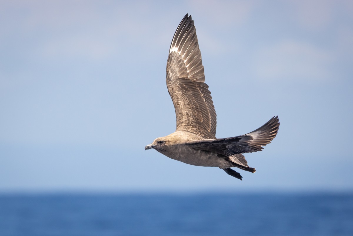 South Polar Skua - ML610225006