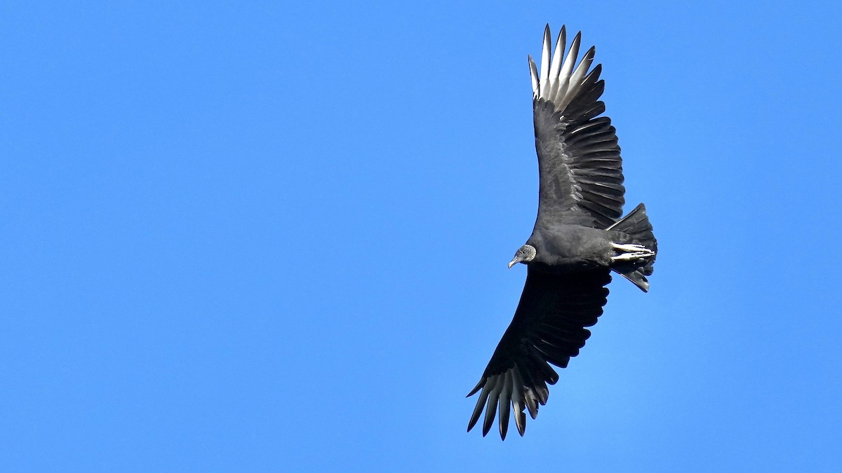 Black Vulture - ML610225027