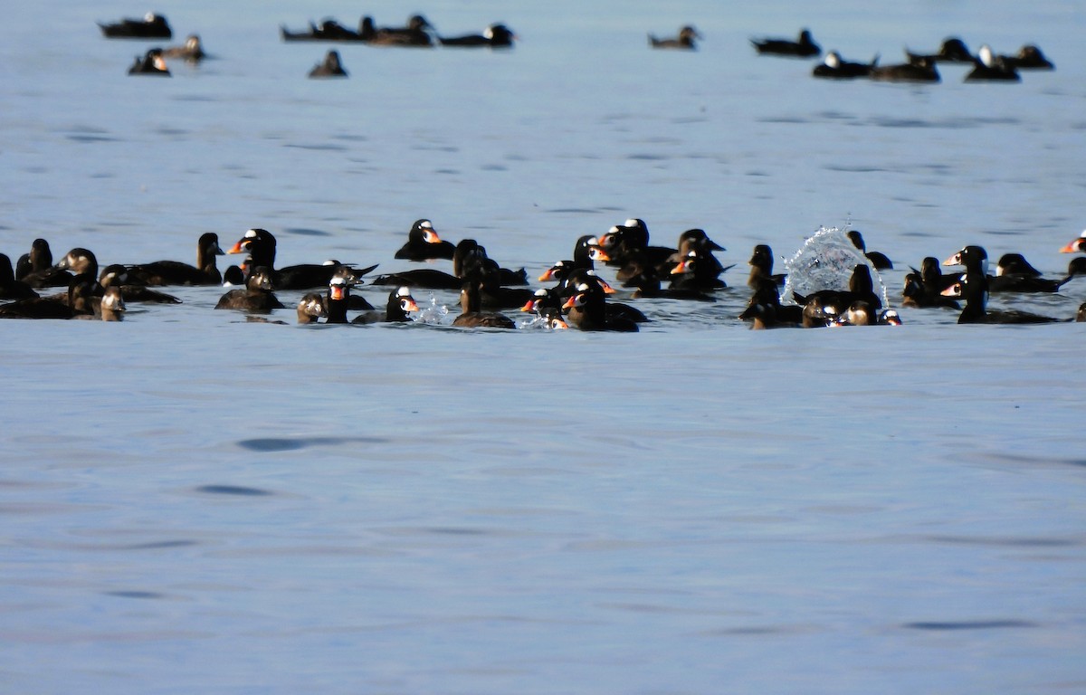 Surf Scoter - Teresita Varon