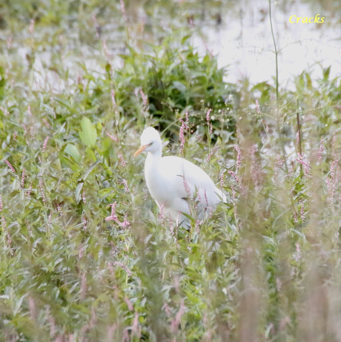 Eastern Cattle Egret - ML610225037