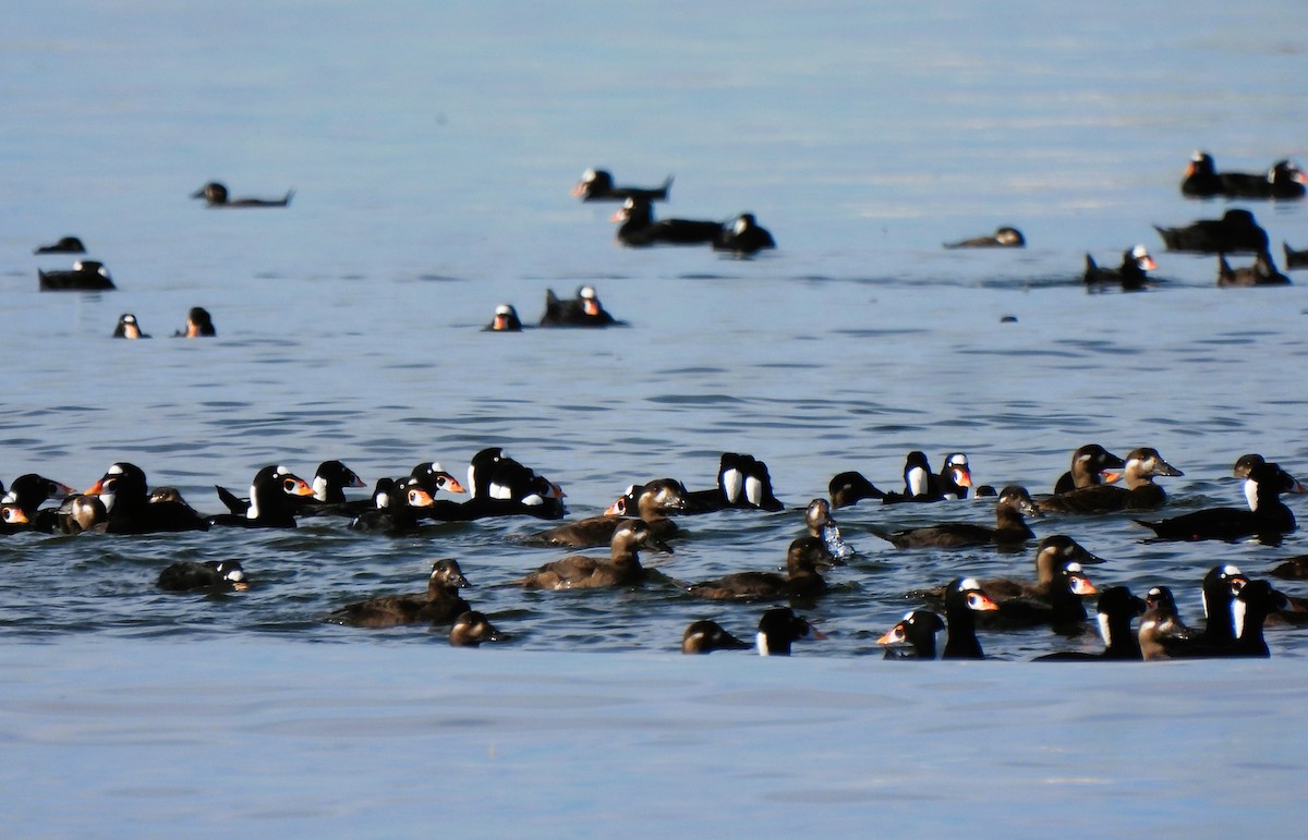 Surf Scoter - ML610225038