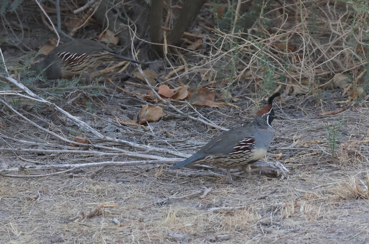 Gambel's Quail - ML610225057