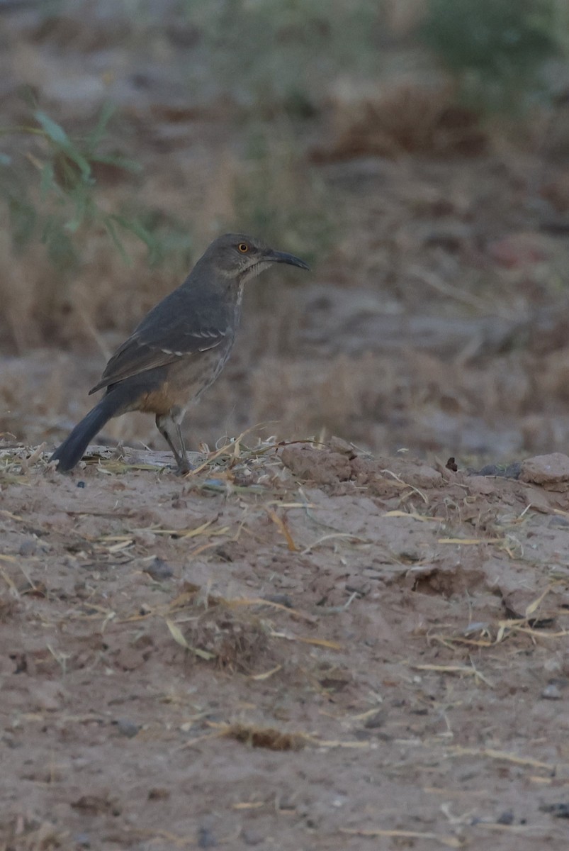 Curve-billed Thrasher (curvirostre Group) - ML610225094