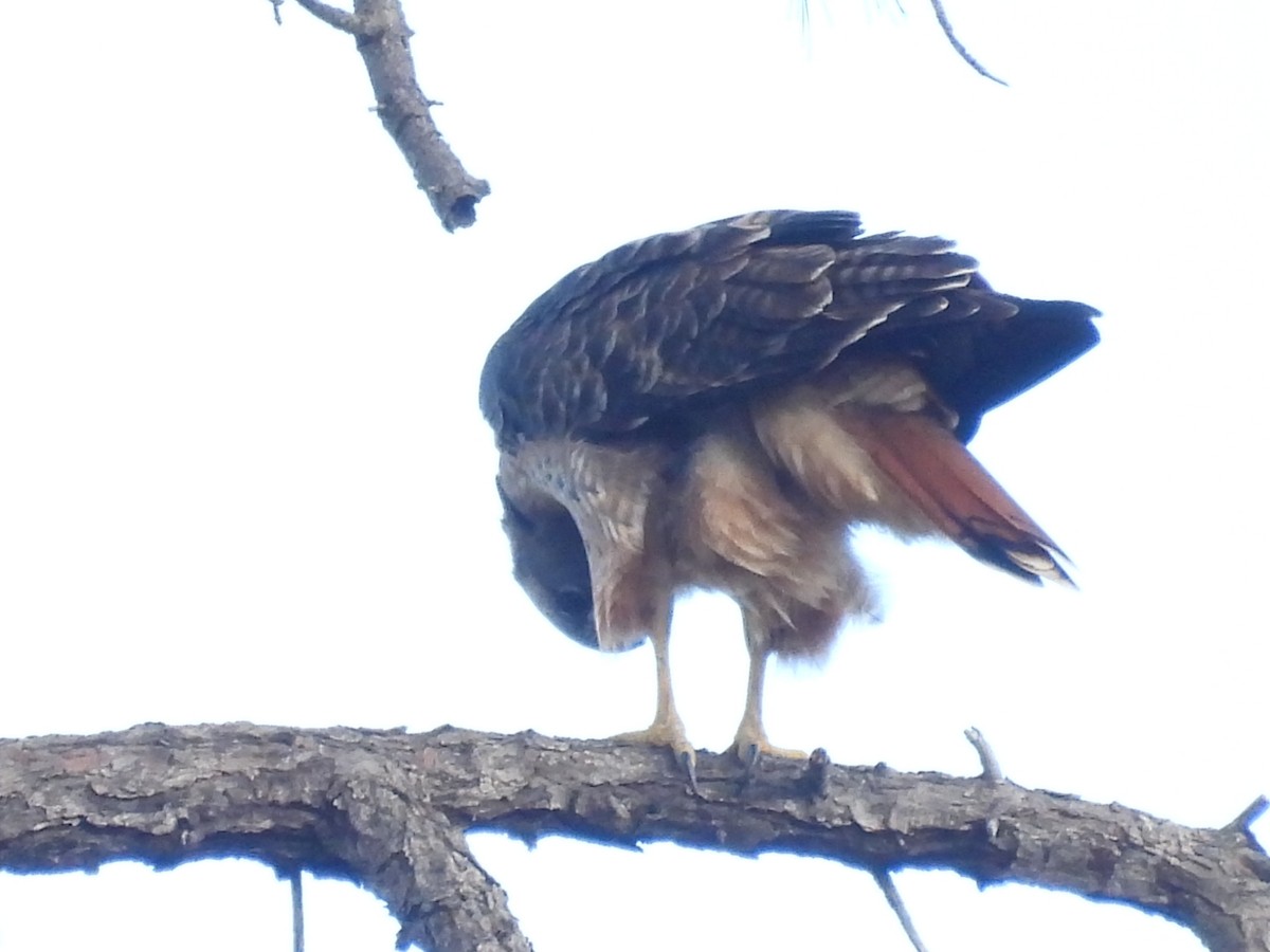 Red-tailed Hawk - ML610225153