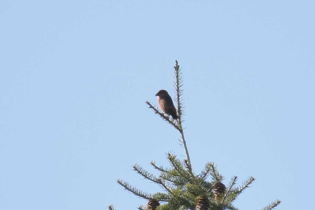 Red Crossbill - Kent Kleman