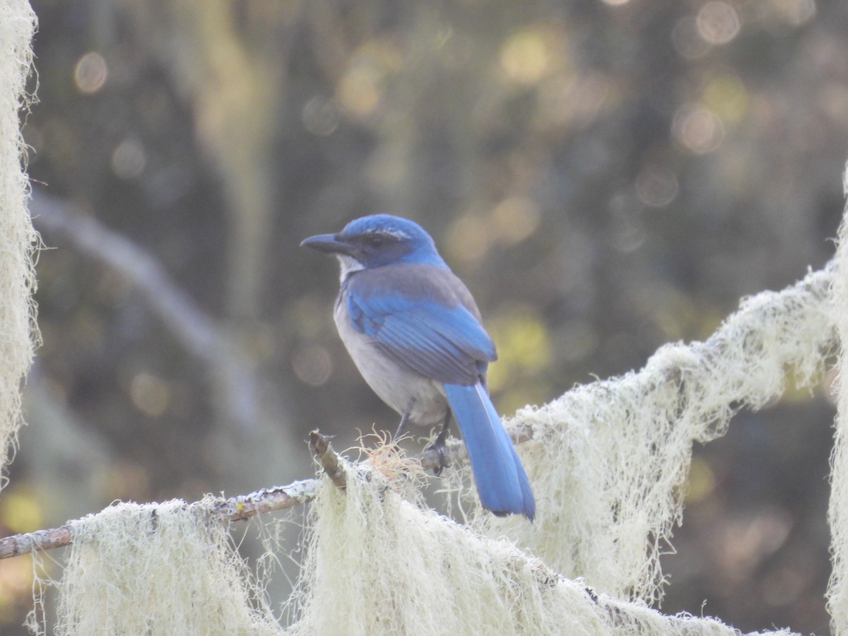 California Scrub-Jay - ML610225176