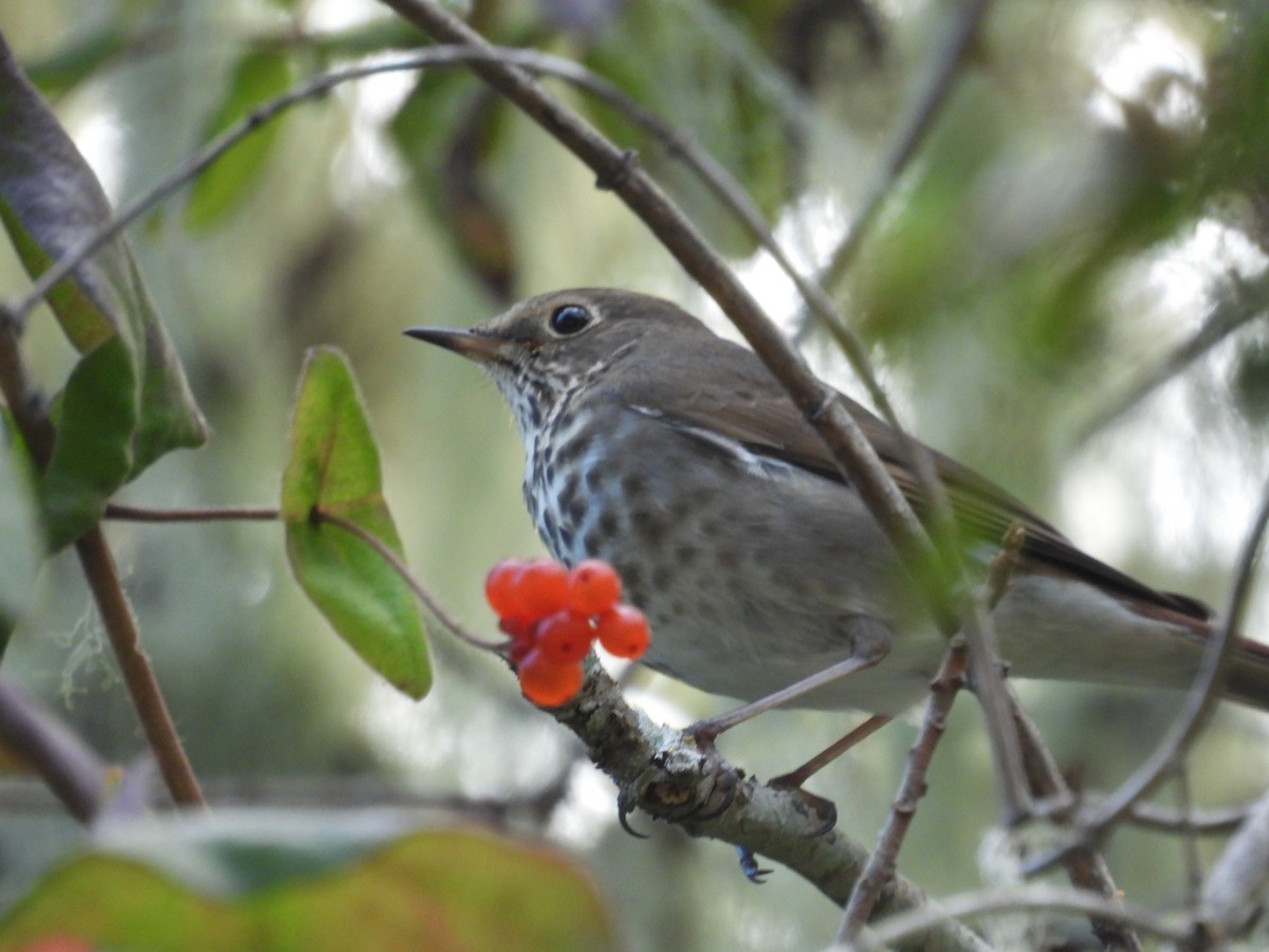 Hermit Thrush - ML610225218