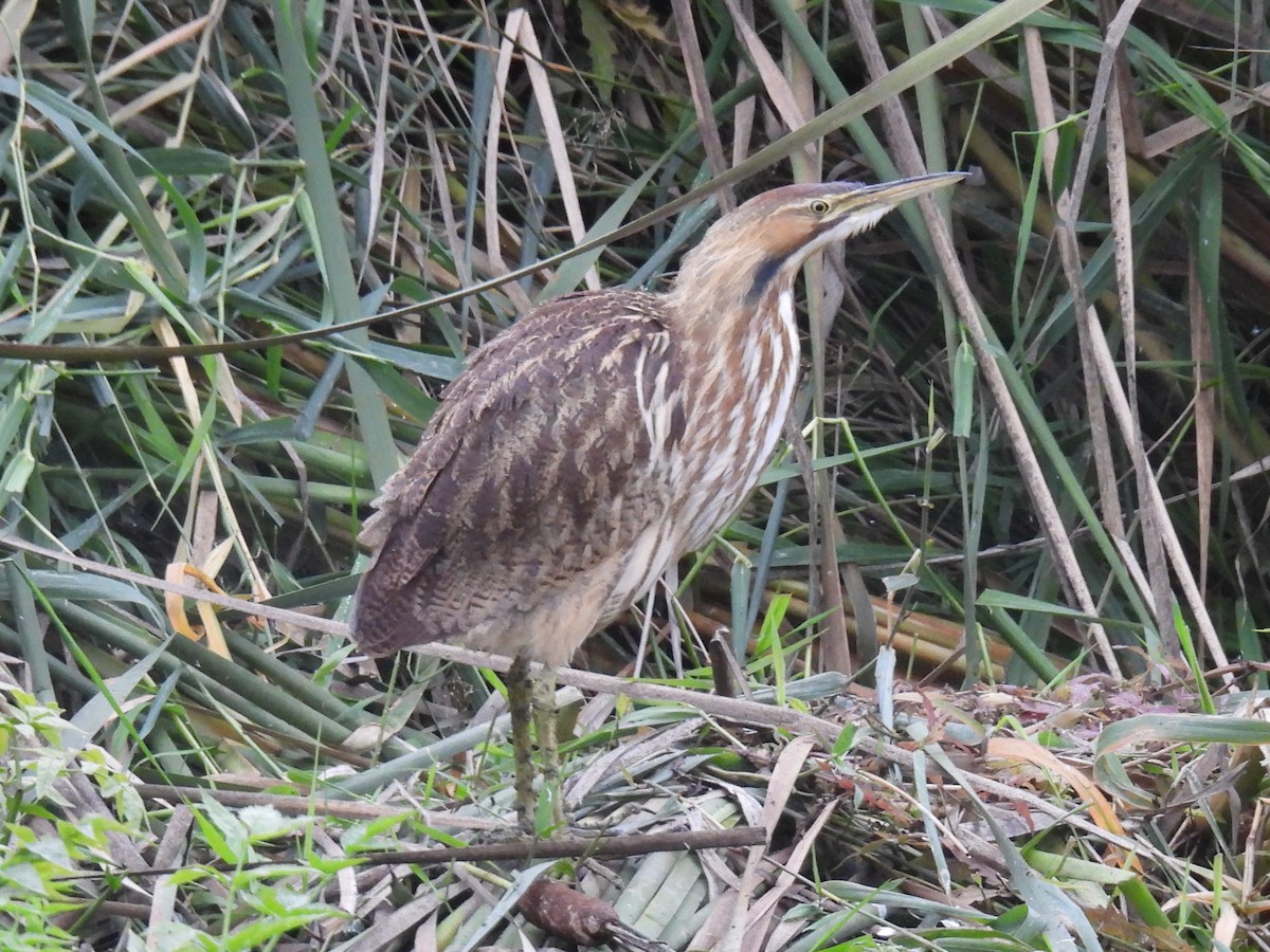 American Bittern - ML610225219