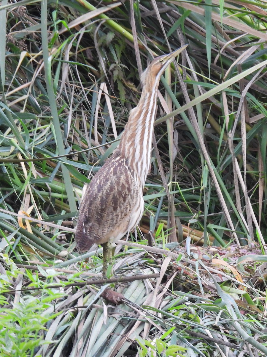 American Bittern - ML610225220