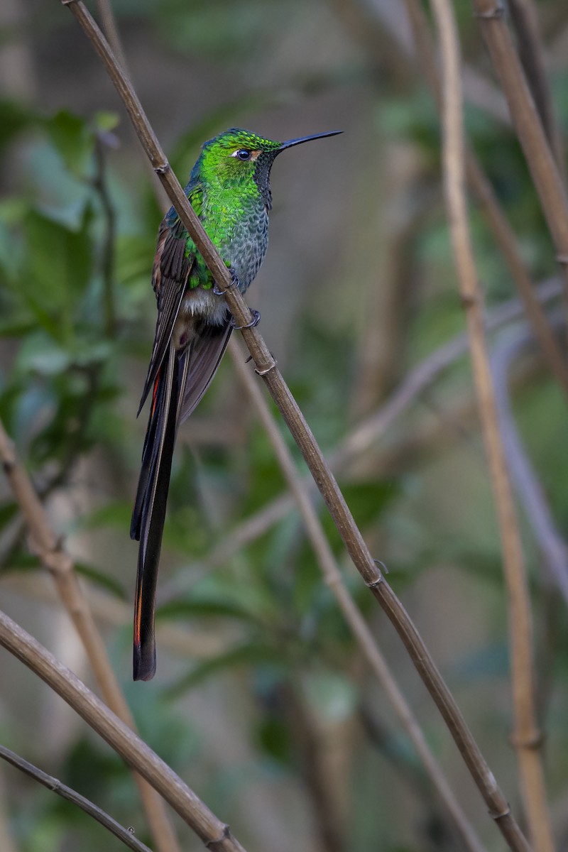 Red-tailed Comet - ML610225241