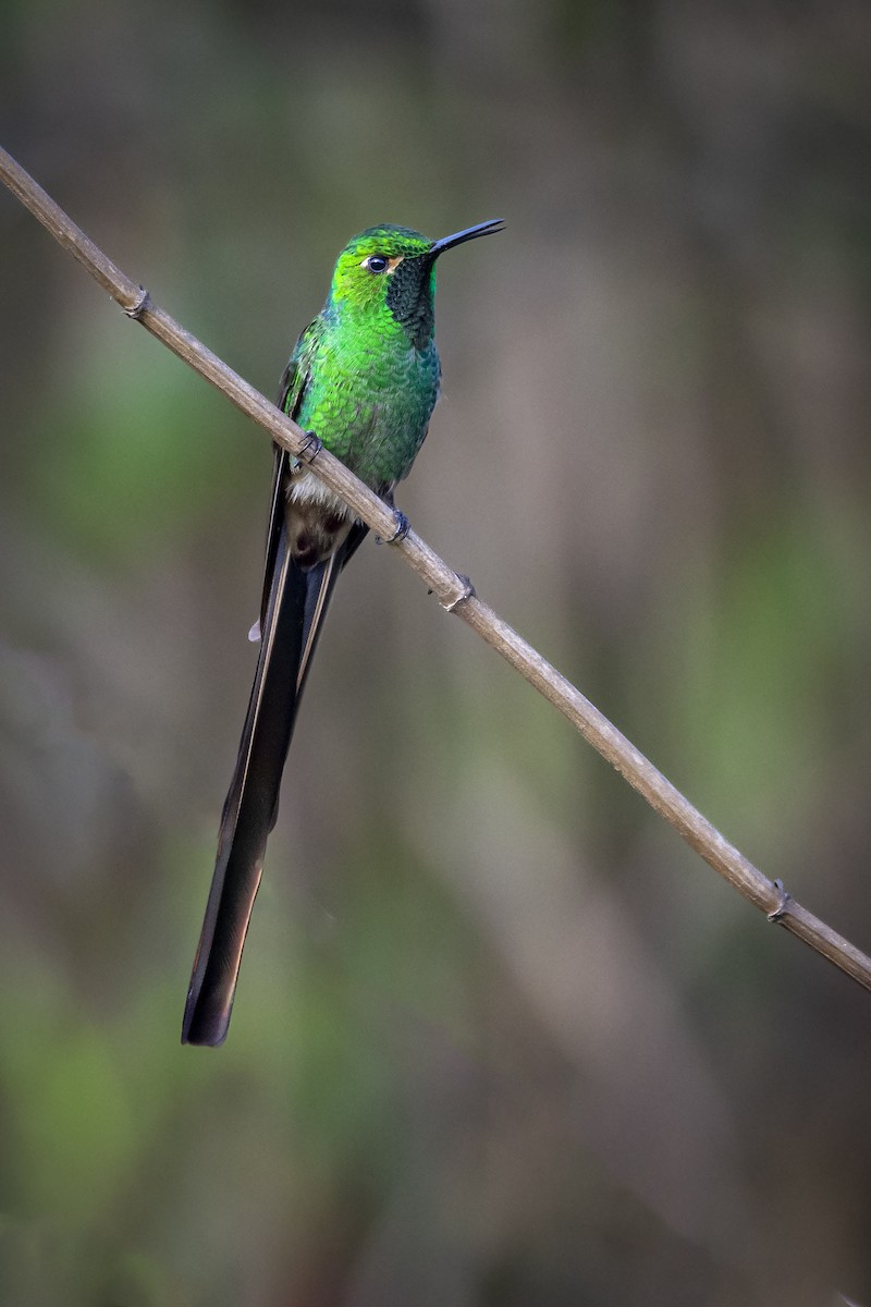 Red-tailed Comet - ML610225243