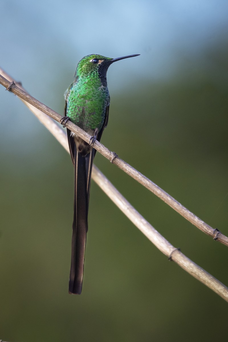 Colibrí Cometa - ML610225245