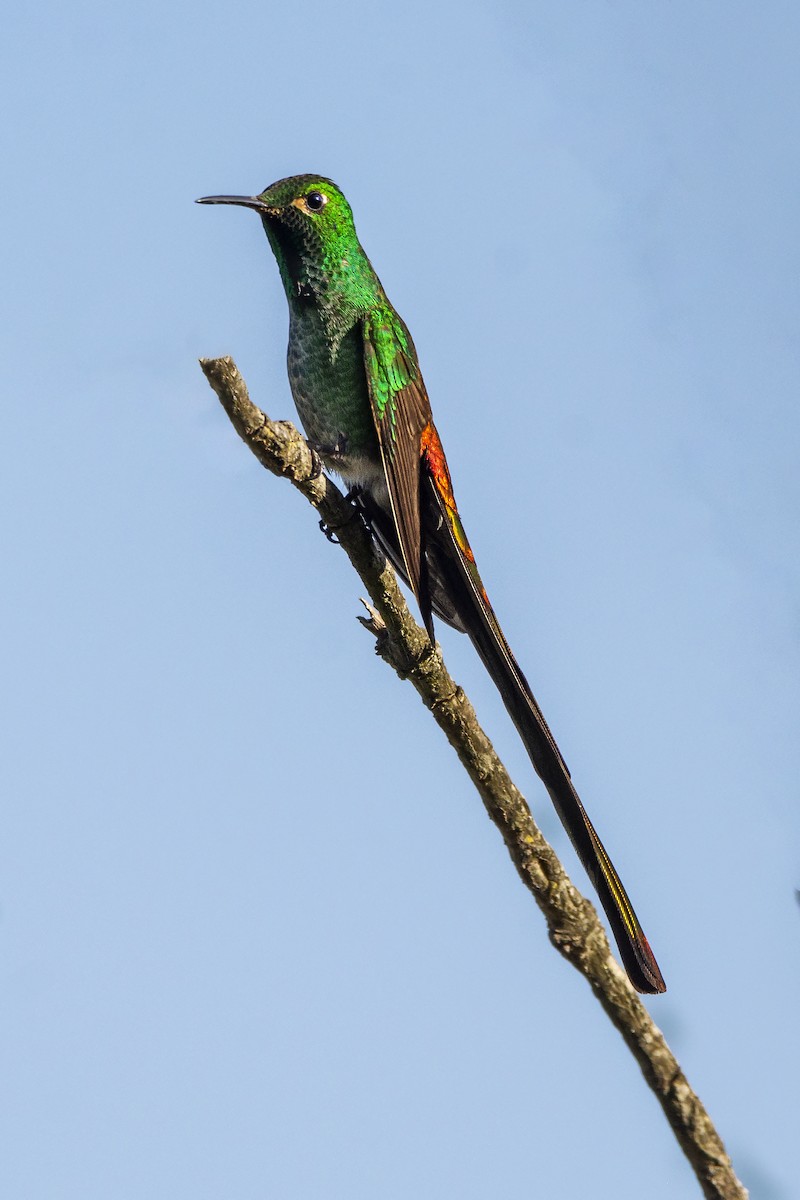 Colibrí Cometa - ML610225246